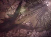 抛弃吞噬鲲假广告，对抗神秘生物，看这部脑洞巨大而神秘的动画！