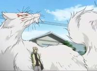 《夏目友人帐》传记，娘口三三猫老师，傲娇斑大人的日常你了解吗