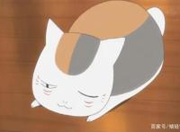 《夏目友人帐》传记，娘口三三猫老师，傲娇斑大人的日常你了解吗