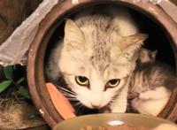 拯救暴雨中的流浪猫一家，送上美味猫粮，猫：这个人类真善良