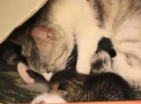 拯救暴雨中的流浪猫一家，送上美味猫粮，猫：这个人类真善良