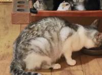 拯救暴雨中的流浪猫一家，送上美味猫粮，猫：这个人类真善良