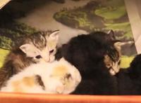 拯救暴雨中的流浪猫一家，送上美味猫粮，猫：这个人类真善良