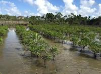 在海南红树林湿地公园第一次看到了神奇的胎生植物，真的太有趣了