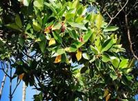 在海南红树林湿地公园第一次看到了神奇的胎生植物，真的太有趣了