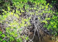 在海南红树林湿地公园第一次看到了神奇的胎生植物，真的太有趣了