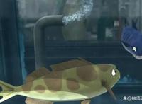 子非鱼，安知鱼之痛——韩国动画《啪嗒啪嗒》