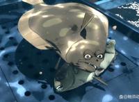 人的欲望有很多，“求生欲”是最基本的——韩国动画《啪嗒啪嗒》