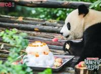 百万粉丝为大熊猫“成实”庆生背后咪咕让文化传播更浸入人心