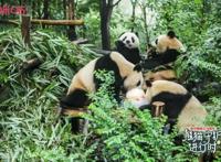 百万粉丝为大熊猫“成实”庆生背后咪咕让文化传播更浸入人心