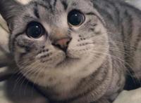 你家猫咪看你的时候眼睛变圆了吗？看到喜欢的人瞳孔会放大是真的