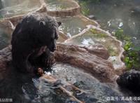 卷福、“蝙蝠侠”贝尔、大魔王凯特都来配音，森林之子的奇幻冒险