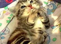 万物皆可“娘”，细数动漫里的娘化生物