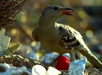 “伪装身份和性别”可不是动漫的专属，动物界比比皆是，不信你看