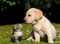 谈谈我与狗狗的365天｜萌狗动画推荐