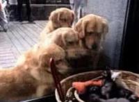 如果将宠物改成动画人物，而它成宅男吉祥物，萌翻网友！