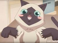暗恋她，她却爱猫，那就变成一只猫吧，日风国漫《猫先动手》定档