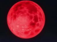 《动物狂想曲》，为什么它这样吸引我？不仅仅因为雷格西