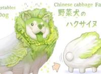 蔬菜知识图鉴：“菜狗”太可爱了，网友：好想养一只