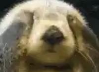 B站9.8分动漫《狼与香辛料》，讲述一场男人与女狼的贸易战