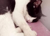 你可知道黑猫警长哆啦A梦等动漫喵星人的真实身份?