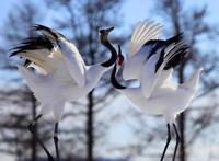 祝福的钟声向着光芒闪烁