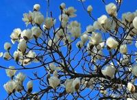 台词｜四月一日灵异事件簿