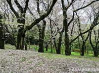 跟着日本经典动画去旅行，让你冲破次元，感受樱花的少女心