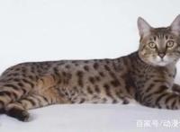 超过1000集的动画，永远看不到结局，网友：请把结局烧给我