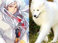 当犬夜叉一家真的变成狗时，杀生丸变成萨摩耶，网友：难以接受！