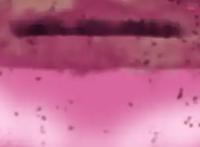 《魔神英雄传》新作定档4月10日！田中真弓、林原惠美原声优加盟