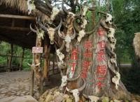 《咒术回战》中的“诅咒”现实过往：关于敬畏、暧昧和恐惧