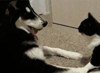 养猫和养狗区别有多大？5类对比图告诉你家孩子，简直不要太真实