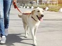 养猫和养狗区别有多大？5类对比图告诉你家孩子，简直不要太真实