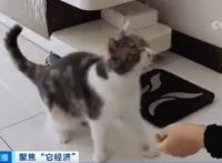 “养猫人超过养狗人”上热搜，原来这个年龄段是养宠主力军