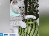 “养猫人超过养狗人”上热搜，原来这个年龄段是养宠主力军