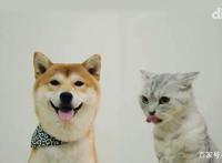 养狗和养猫的人会产生的10大共鸣：当你回家时它会主动接你吗？