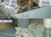 养狗和养猫的人会产生的10大共鸣：当你回家时它会主动接你吗？