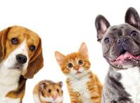 喜欢养狗的人和喜欢养猫的人，性格截然不同，原因就在宠物身上