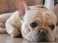 喜欢养狗的人和喜欢养猫的人，性格截然不同，原因就在宠物身上