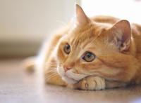 喜欢养狗的人和喜欢养猫的人，性格截然不同，原因就在宠物身上