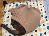 都说“男不养猫，女不养狗”，女友养猫后发生了这一幕，笑死我了