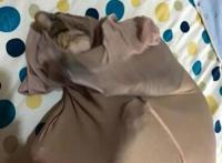 都说“男不养猫，女不养狗”，女友养猫后发生了这一幕，笑死我了