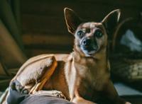 想要猫狗双全，先养狗的5个好处，让猫狗融洽相处