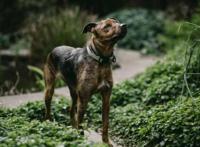 想要猫狗双全，先养狗的5个好处，让猫狗融洽相处