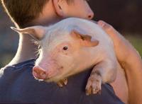 乐不乐意养猫养狗，说到底可能跟这个方面的原因有关