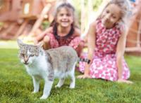 乐不乐意养猫养狗，说到底可能跟这个方面的原因有关