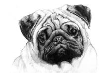 乐不乐意养猫养狗，说到底可能跟这个方面的原因有关