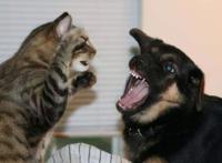 养猫的人VS养狗的人，画面太真实！