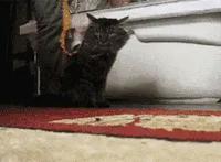 养猫的人VS养狗的人，画面太真实！